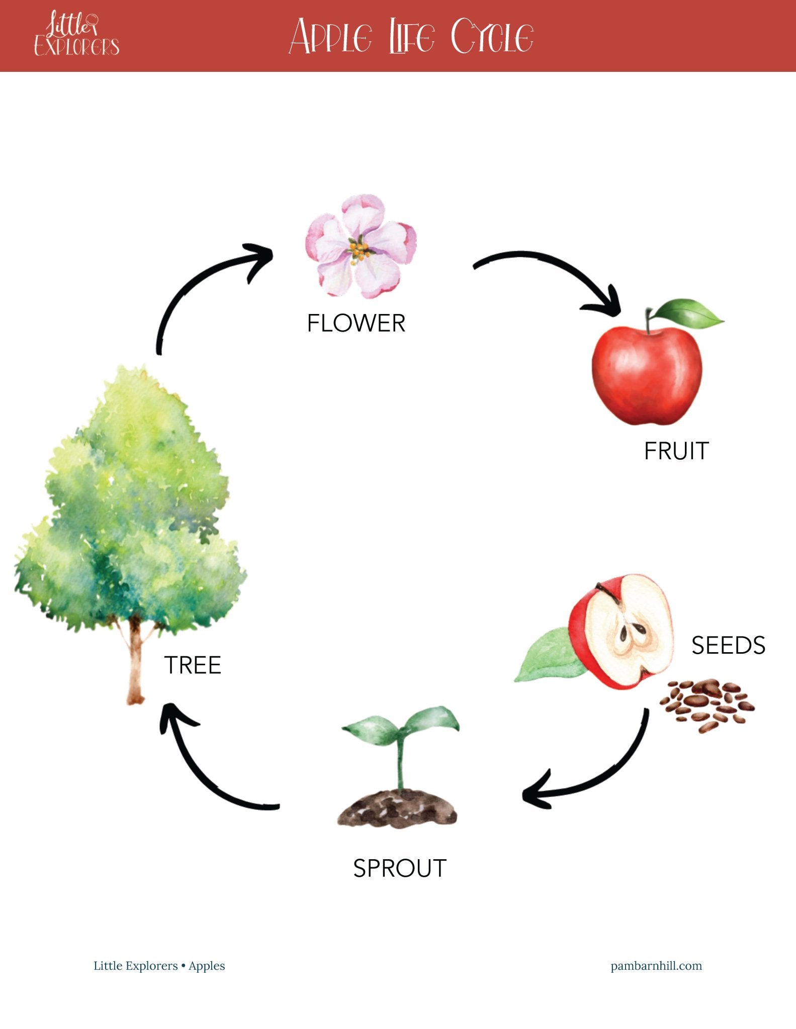 Apples Little Explorers - Homeschool Better Together