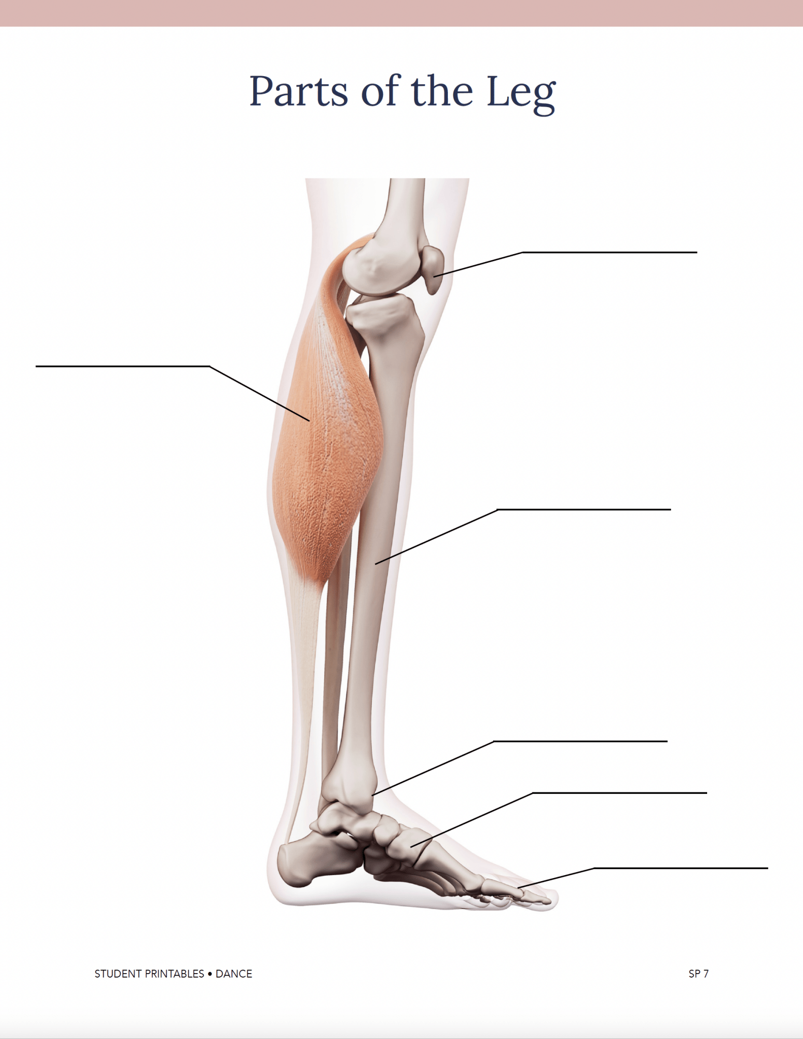 Dance Wonder Studies - Homeschool Better Together